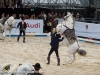 VIENNA, AUSTRIA - JUNE 26: Presentation of the Spanish Riding School Lippizaner Horses at the gala event 450 years Spanische Hofreitschule on June 26, 2015 in Vienna, Austria.  (Photo by Chris Hofer/Getty Images)