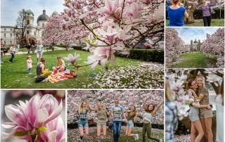 Magnolien am Makartplatz in Salzburg